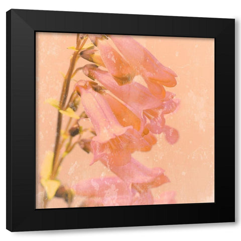 Romantic Foxglove Black Modern Wood Framed Art Print by Lambert, Tom