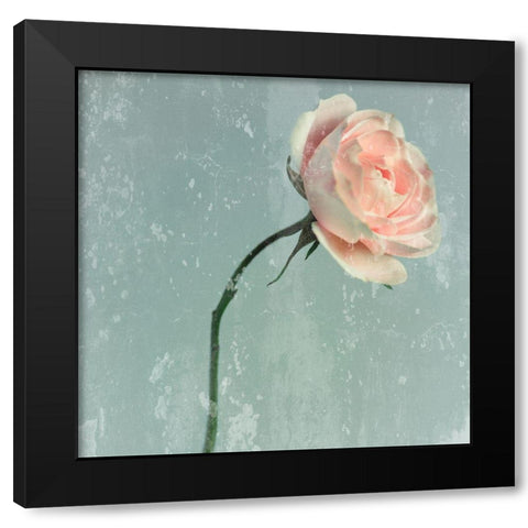 Romantic Pink Rose Black Modern Wood Framed Art Print by Lambert, Tom
