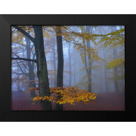 Autumn Forest Black Modern Wood Framed Art Print by Strand, Hans