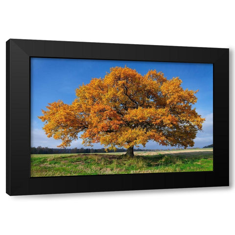 Golden Oak Black Modern Wood Framed Art Print by Strand, Hans
