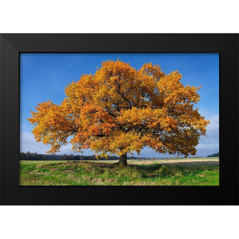 Golden Oak Black Modern Wood Framed Art Print by Strand, Hans