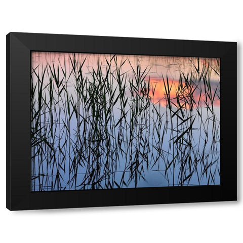 Summer Reed Black Modern Wood Framed Art Print with Double Matting by Strand, Hans