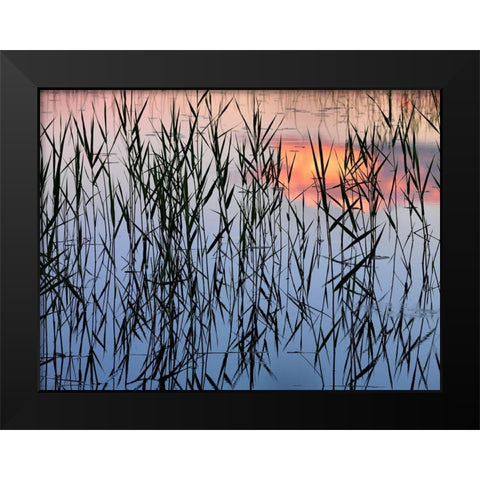 Summer Reed Black Modern Wood Framed Art Print by Strand, Hans