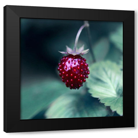 Taste of Summer Black Modern Wood Framed Art Print with Double Matting by Seidel, Lily Andrea