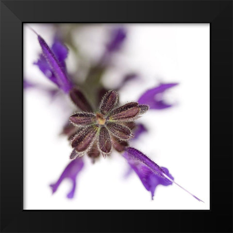 Salvia officinalis Black Modern Wood Framed Art Print by Durnberger, Sonja