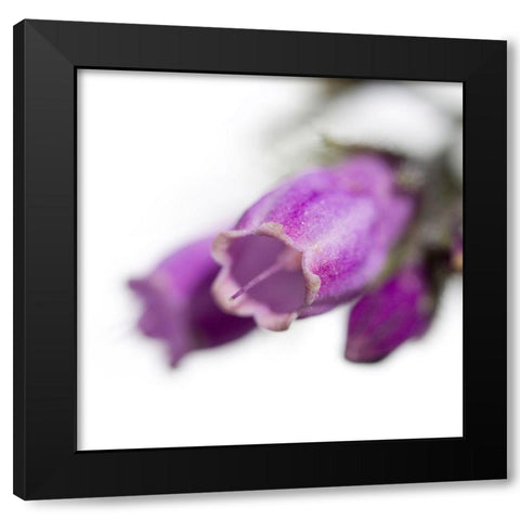 Symphytum officinale Black Modern Wood Framed Art Print by Durnberger, Sonja