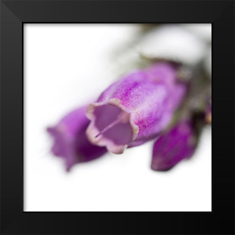 Symphytum officinale Black Modern Wood Framed Art Print by Durnberger, Sonja