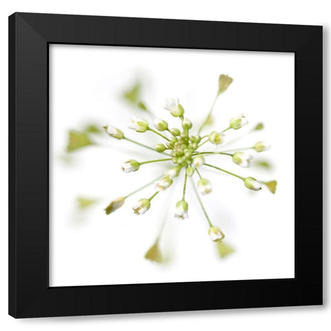 Capsella bursa-pastoris Black Modern Wood Framed Art Print by Durnberger, Sonja