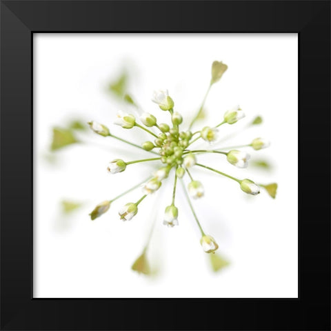 Capsella bursa-pastoris Black Modern Wood Framed Art Print by Durnberger, Sonja