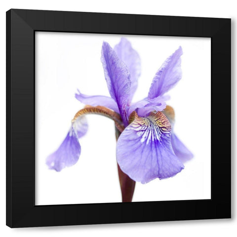 Iris versicolor Black Modern Wood Framed Art Print with Double Matting by Durnberger, Sonja