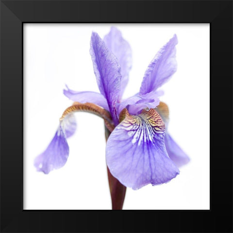 Iris versicolor Black Modern Wood Framed Art Print by Durnberger, Sonja