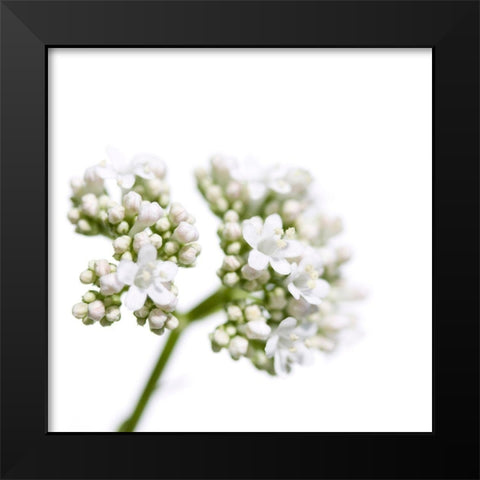Valeriana officinalis Black Modern Wood Framed Art Print by Durnberger, Sonja