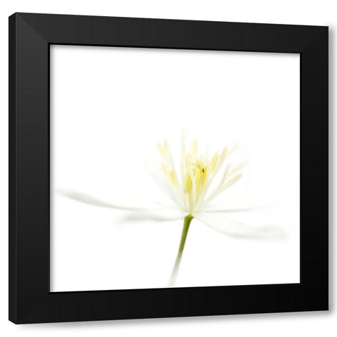 Clematis recta Black Modern Wood Framed Art Print by Durnberger, Sonja