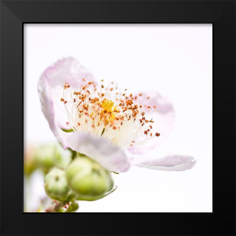 Rubus sectio Rubus Black Modern Wood Framed Art Print by Durnberger, Sonja