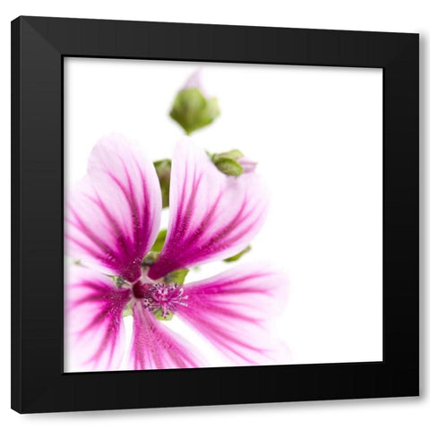 Malva sylvestris Black Modern Wood Framed Art Print by Durnberger, Sonja