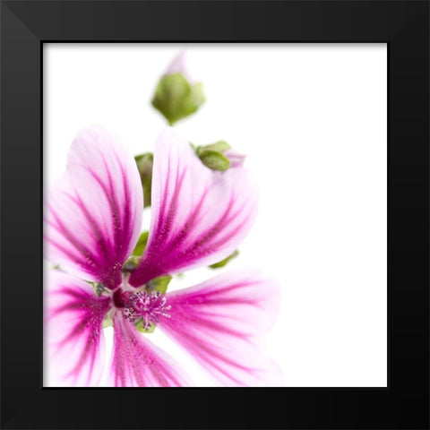 Malva sylvestris Black Modern Wood Framed Art Print by Durnberger, Sonja