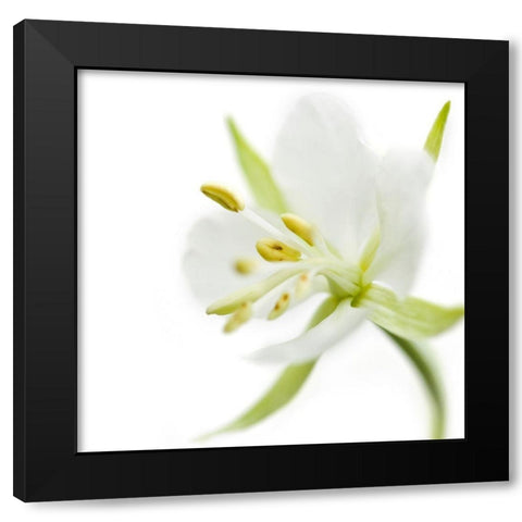 Epilobium angustifolium Black Modern Wood Framed Art Print with Double Matting by Durnberger, Sonja