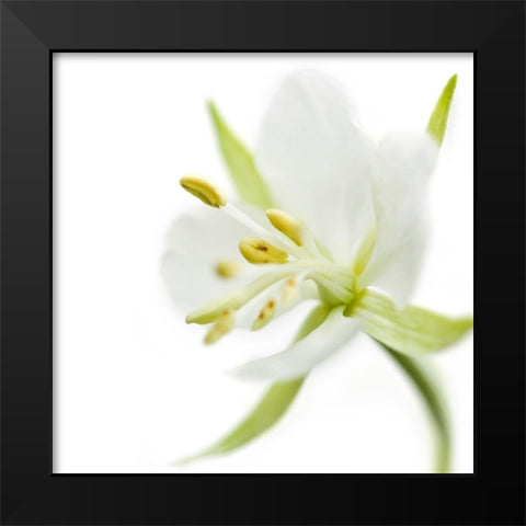 Epilobium angustifolium Black Modern Wood Framed Art Print by Durnberger, Sonja