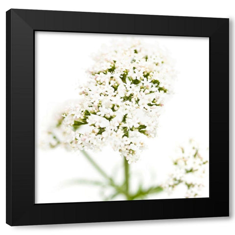 Valeriana officinalis Black Modern Wood Framed Art Print with Double Matting by Durnberger, Sonja