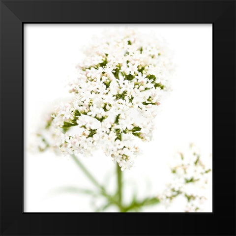 Valeriana officinalis Black Modern Wood Framed Art Print by Durnberger, Sonja