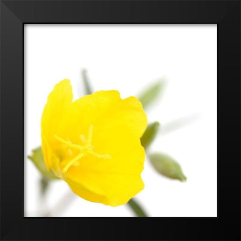 Oenothera biennis Black Modern Wood Framed Art Print by Durnberger, Sonja