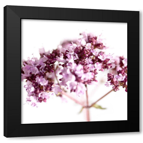 Origanum vulgare Black Modern Wood Framed Art Print with Double Matting by Durnberger, Sonja