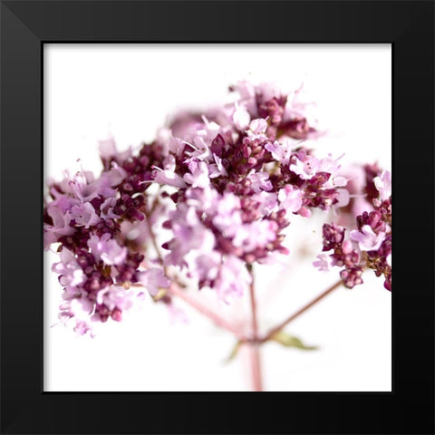 Origanum vulgare Black Modern Wood Framed Art Print by Durnberger, Sonja