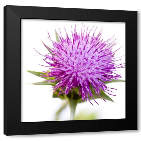 Sylibum marianum Black Modern Wood Framed Art Print with Double Matting by Durnberger, Sonja