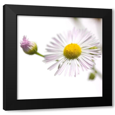 Erigeron annuus Black Modern Wood Framed Art Print with Double Matting by Durnberger, Sonja