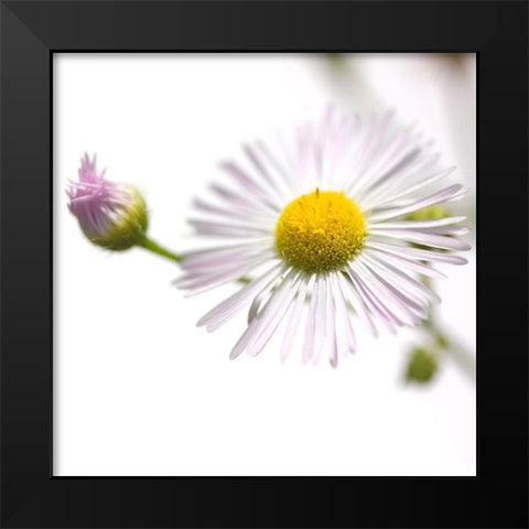 Erigeron annuus Black Modern Wood Framed Art Print by Durnberger, Sonja