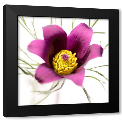 Pulsatilla pratensis Black Modern Wood Framed Art Print by Durnberger, Sonja