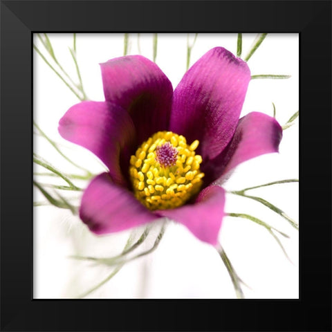 Pulsatilla pratensis Black Modern Wood Framed Art Print by Durnberger, Sonja