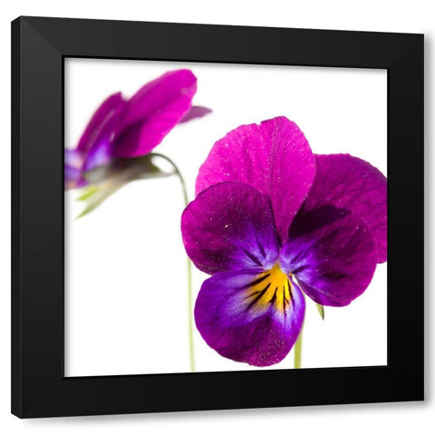 Viola tricolor Black Modern Wood Framed Art Print by Durnberger, Sonja