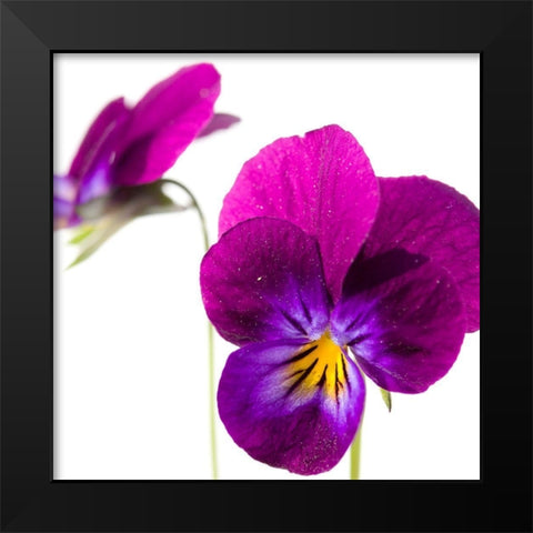 Viola tricolor Black Modern Wood Framed Art Print by Durnberger, Sonja