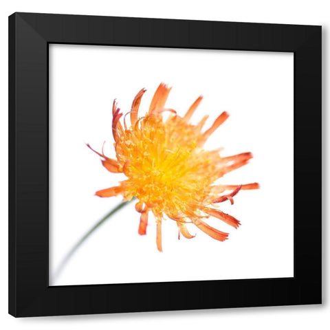 Hieracium pilosella Black Modern Wood Framed Art Print with Double Matting by Durnberger, Sonja