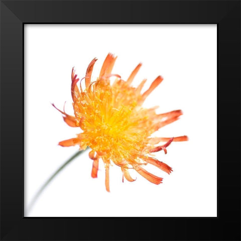 Hieracium pilosella Black Modern Wood Framed Art Print by Durnberger, Sonja