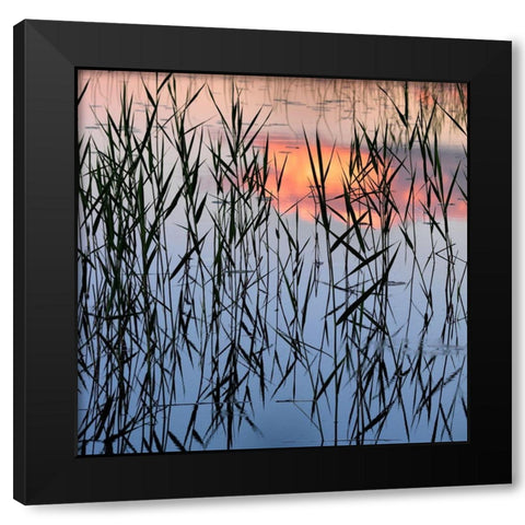 Summer Reed Black Modern Wood Framed Art Print by Strand, Hans