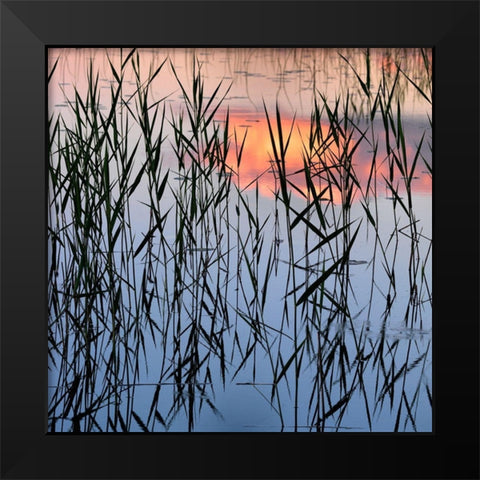 Summer Reed Black Modern Wood Framed Art Print by Strand, Hans