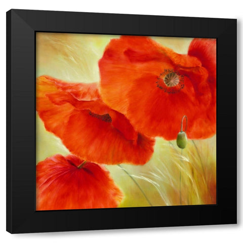 Drei Mal Mohn Black Modern Wood Framed Art Print with Double Matting by Schmucker, Annette
