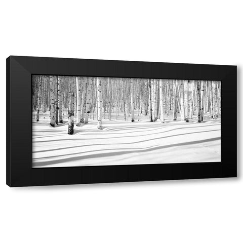 Aspen Shadows Black Modern Wood Framed Art Print with Double Matting by Butcher, Dave