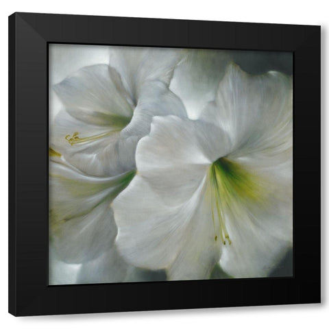 Weisse Amaryllis Black Modern Wood Framed Art Print with Double Matting by Schmucker, Annette