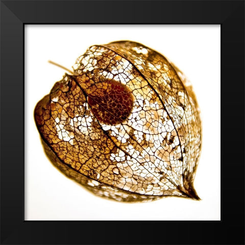 Evanescence IV Black Modern Wood Framed Art Print by Weber, Matthias