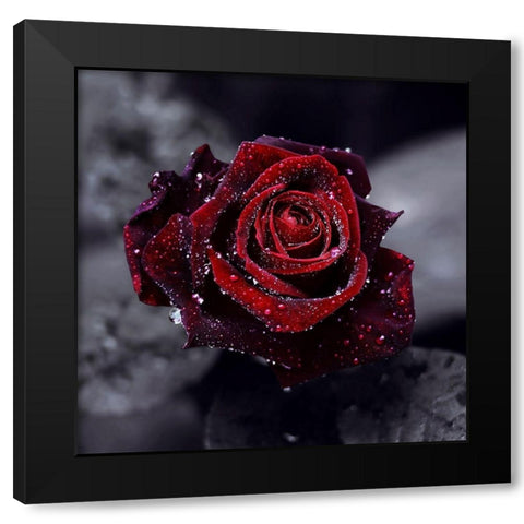 Luxury Black Modern Wood Framed Art Print with Double Matting by Seidel, Lily Andrea