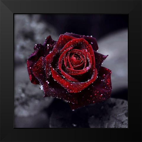 Luxury Black Modern Wood Framed Art Print by Seidel, Lily Andrea