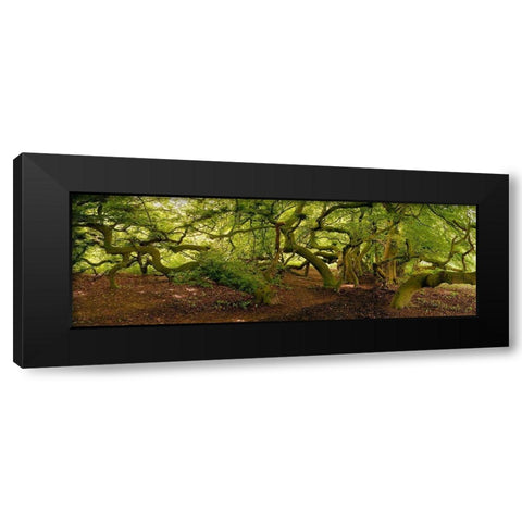 Suntelbuchenallee Black Modern Wood Framed Art Print with Double Matting by Fischer, Rolf
