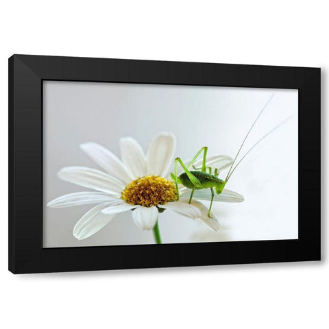 Grashupfer auf Margarite Black Modern Wood Framed Art Print by Fischer, Rolf