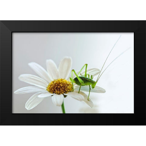 Grashupfer auf Margarite Black Modern Wood Framed Art Print by Fischer, Rolf