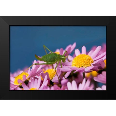 Grashupfer auf Blumen Black Modern Wood Framed Art Print by Fischer, Rolf