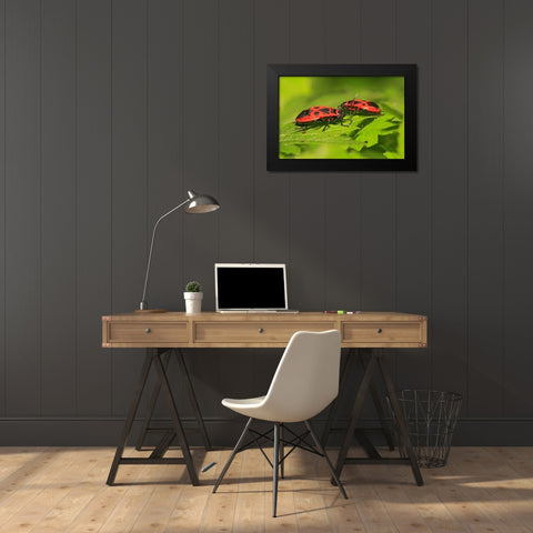 Feuerwanzen Black Modern Wood Framed Art Print by Fischer, Rolf