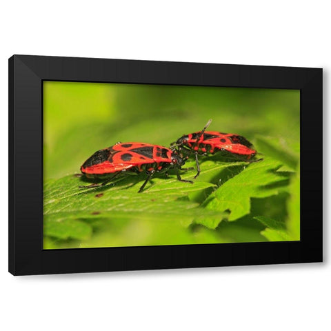 Feuerwanzen Black Modern Wood Framed Art Print by Fischer, Rolf